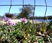 stork's bill